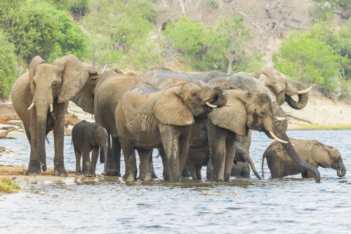 Chobe Game Lodge gamedrive 004